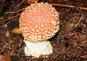 Amanita muscaria